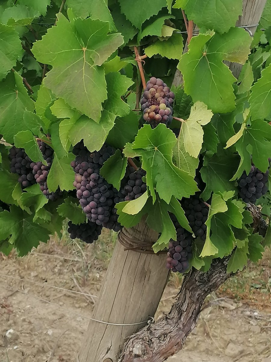 leonzan75's tweet image. Sentiero delle Vigne Alte
#Collio #Cormons #Spessa #FVG