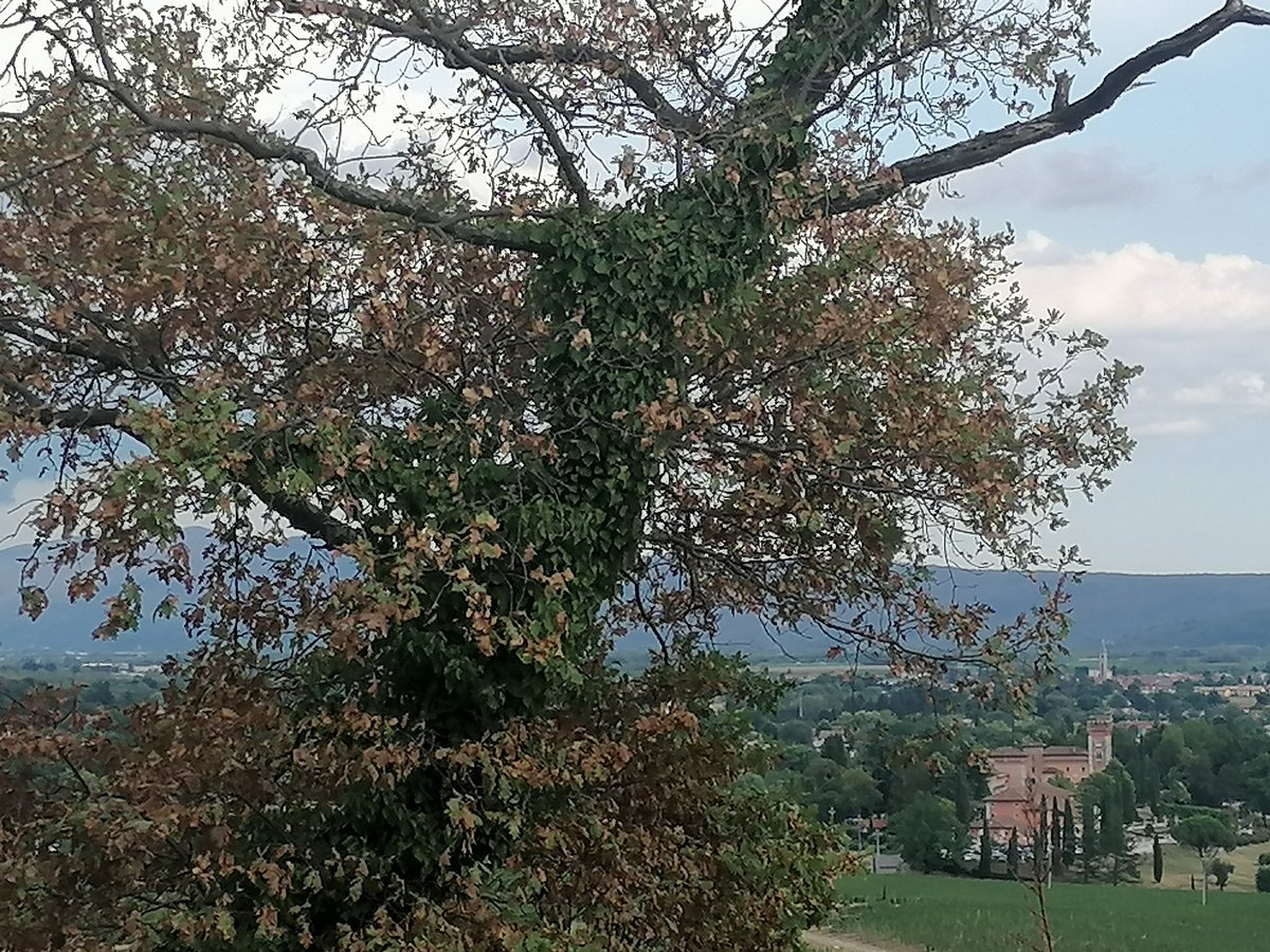 leonzan75's tweet image. Sentiero delle Vigne Alte
#Collio #Cormons #Spessa #FVG