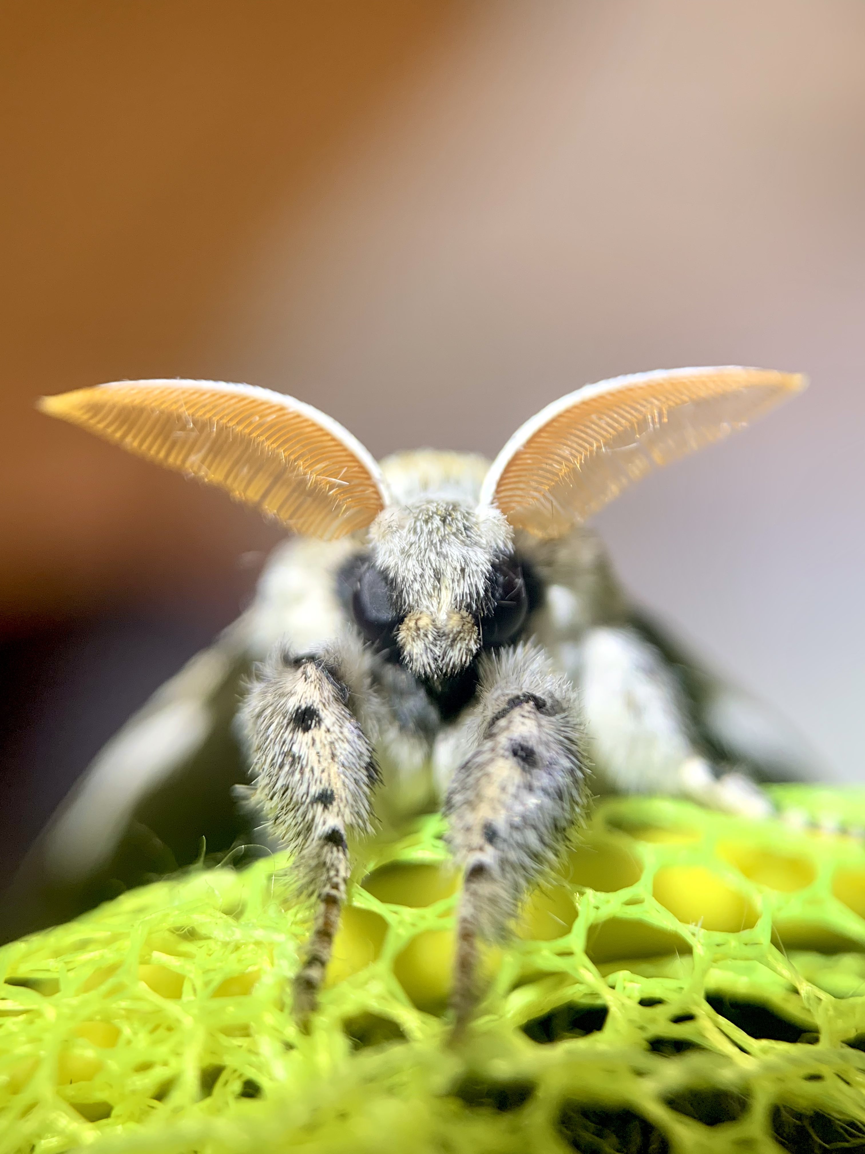 リンゴドクガ Twitter Search Twitter