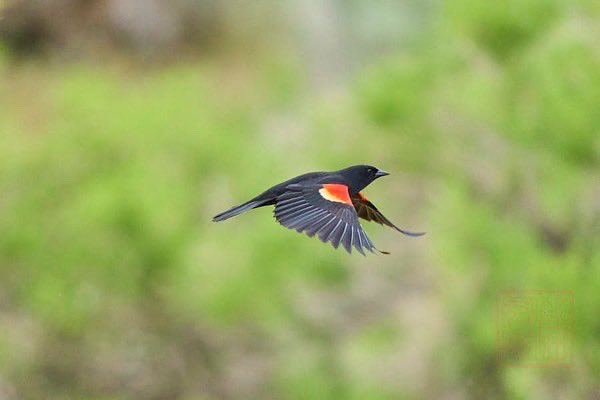kpanphotography's tweet photo. Red-winged Blackbird - Columbia Wildlife Refuge - Washington
#redwingedblackbird #birds #wildlifephotography #washington #dancinginthewind https://t.co/uv8GlVi92d