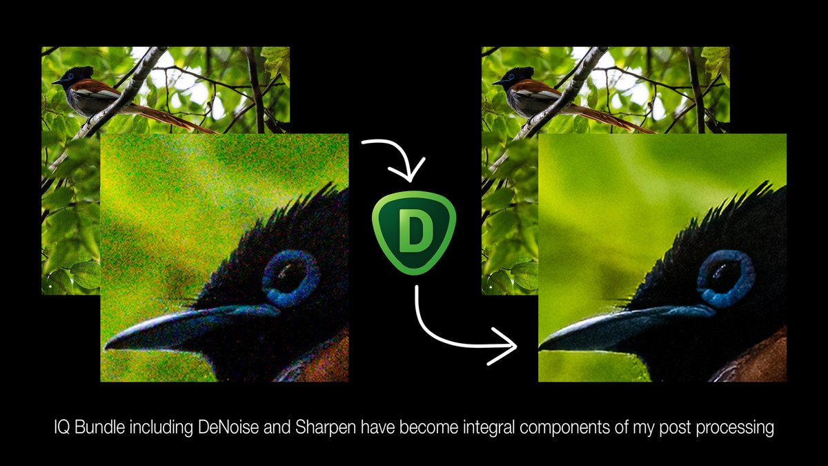 Topaz Denoise handles noise so well while retaining important detail. Topaz has the IQ bundle on sale! You can get Sharpen, DeNoise, &amp; Gigapixel for less than the regular price of two apps when you use code IQBUNDLE15.   photorec.tv/topazsale

African Paradise Flycatcher