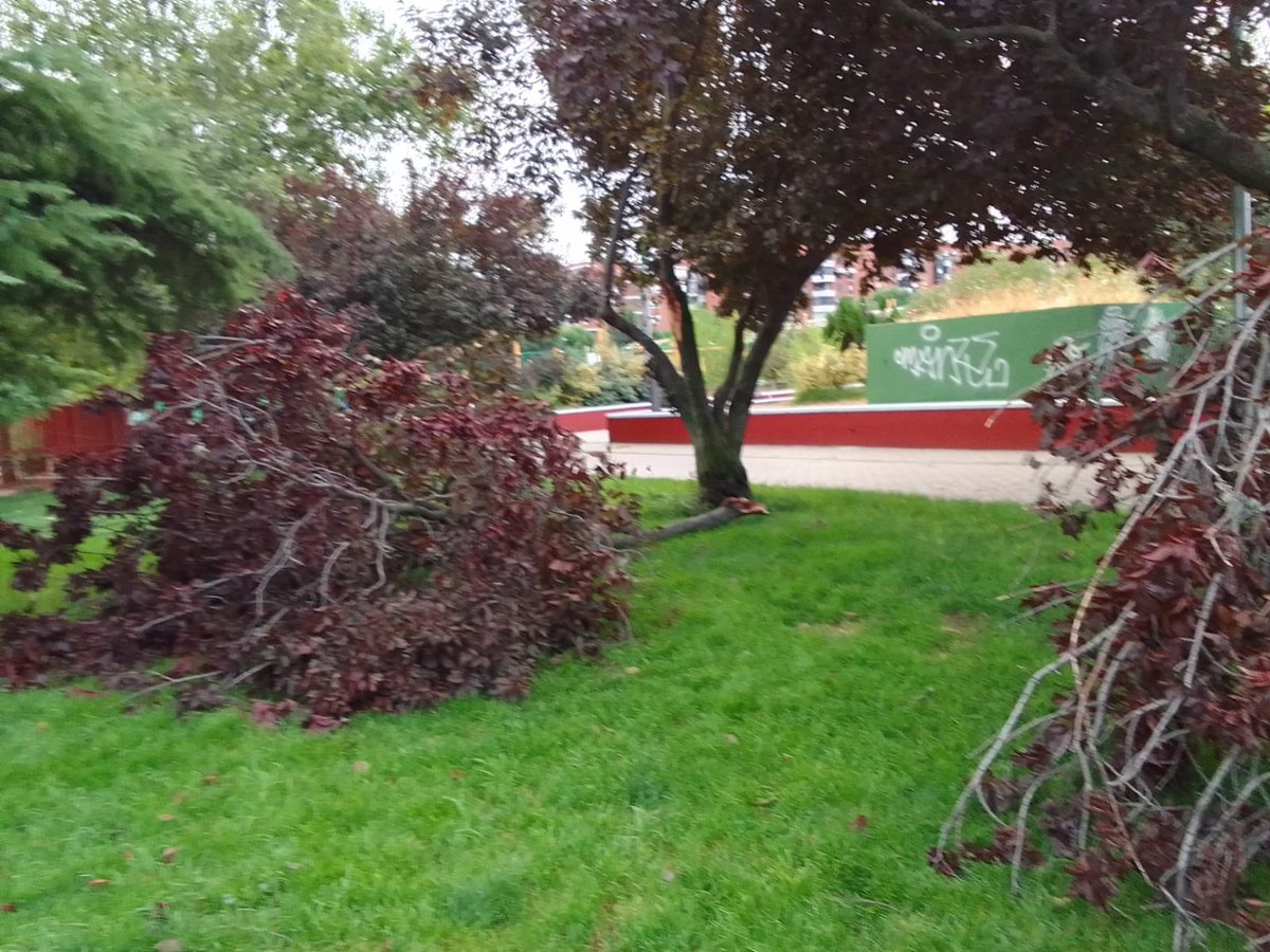 PedroMorenoGmz's tweet photo. Cuando se descuida tanto la poda, con una simple tormenta se lía bien. Calle Venus #Alcorcon. Tienen todo el Municipio abandonado. https://t.co/J6ggtj5HAJ