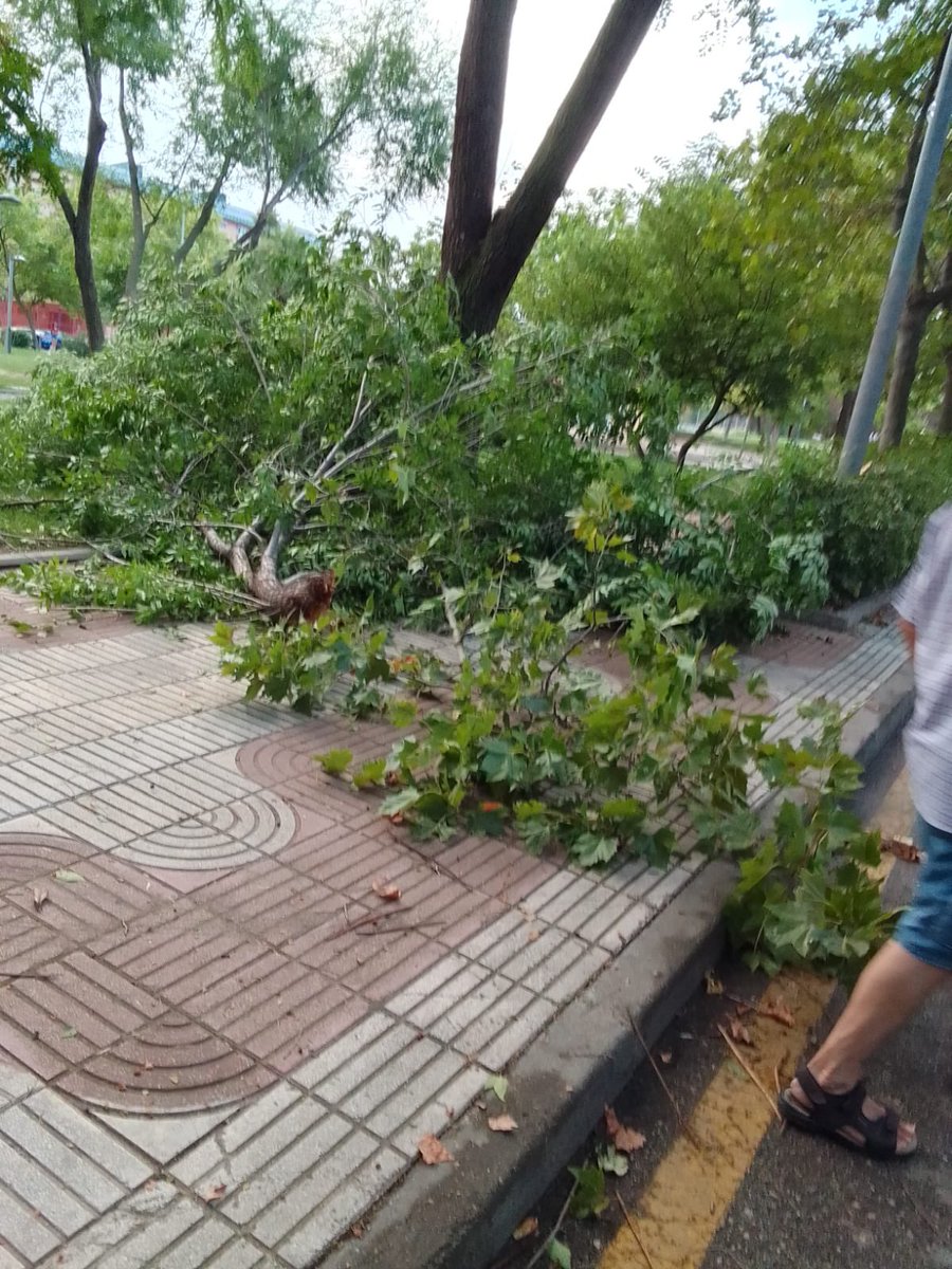 Cuando se descuida tanto la poda, con una simple tormenta se lía bien. Calle Venus #Alcorcon. Tienen todo el Municipio abandonado.