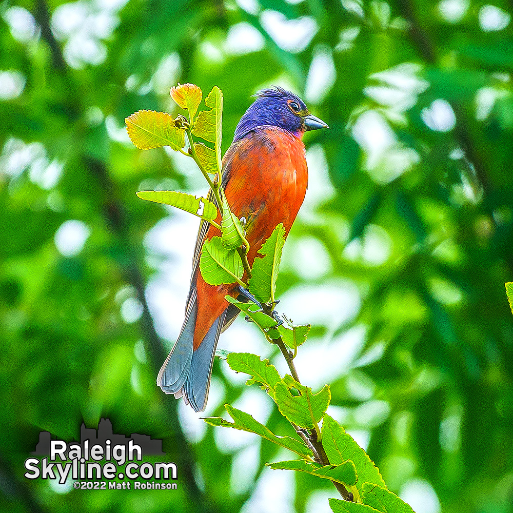 metroscenes's tweet photo. There is currently a quite rare Painted Bunting bird located in Raleigh's own Dix Park.  It is described as the most beautiful bird in North America and is typically not found in central NC.  Seen here this afternoon in downtown Raleigh. https://t.co/cGY5CIpQRH