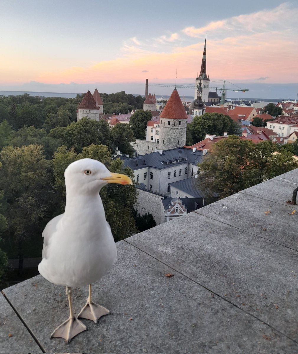 Deborah_withanH's tweet photo. The original name of Tallinn used to be Reval.
It seems that it means "The fall of the deer", referencing a time when the city was under danish rule and a deer decided to kill himself before submitting to the danish king.
#EuropeanLegends https://t.co/NNBEn7tuOq