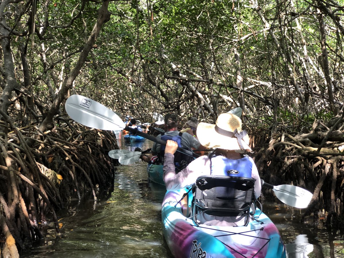 KayakStPete's tweet photo. #ShellKeyPreserve mangrove Tunnels! #Kayaking in #StPete! https://t.co/TMH1DXq2RF