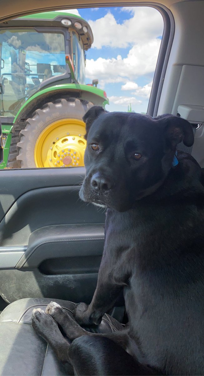 Perfect day to bale! My little rescue pup from the city loves farm life! JethroBodine 🐶👩🏼‍🌾