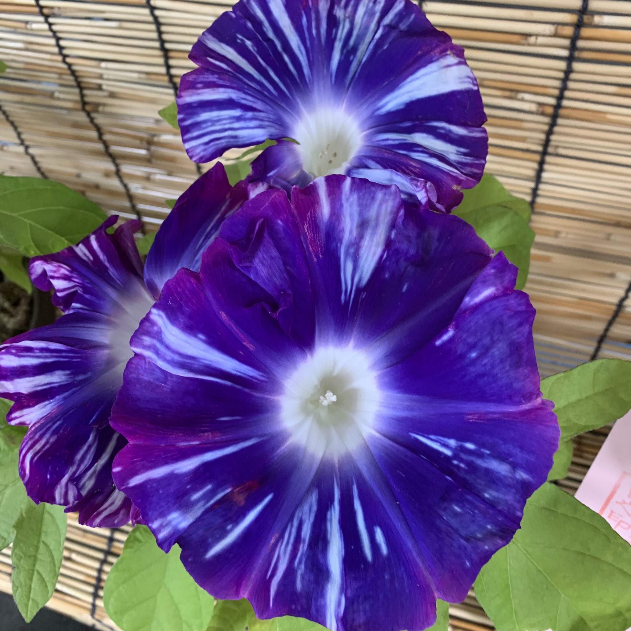 Y U Kam Rt M Hanahibachi お早ようございます٩ ۶ 花の便り アサガオ 朝に咲き その日の内に萎んでしまう朝顔 切り花で飾ることは出来ませんが 作品ならずっと身近に置いて楽しめます 花 写真 写真で奏でる私の世界