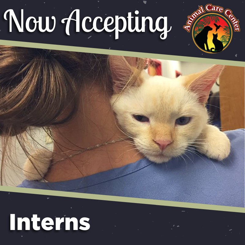 AnimalCareVet's tweet photo. Our #interns are here to learn from the best doctors possible on how to care for our four-legged friends. Learn about our #internship here: https://t.co/gg0YKtgvIL https://t.co/UgEmjfaOm9