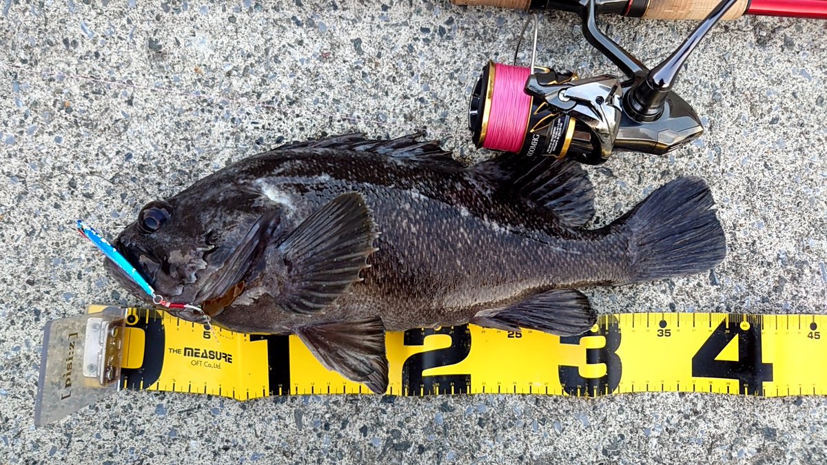 数年ぶりのソイの４０cm😭