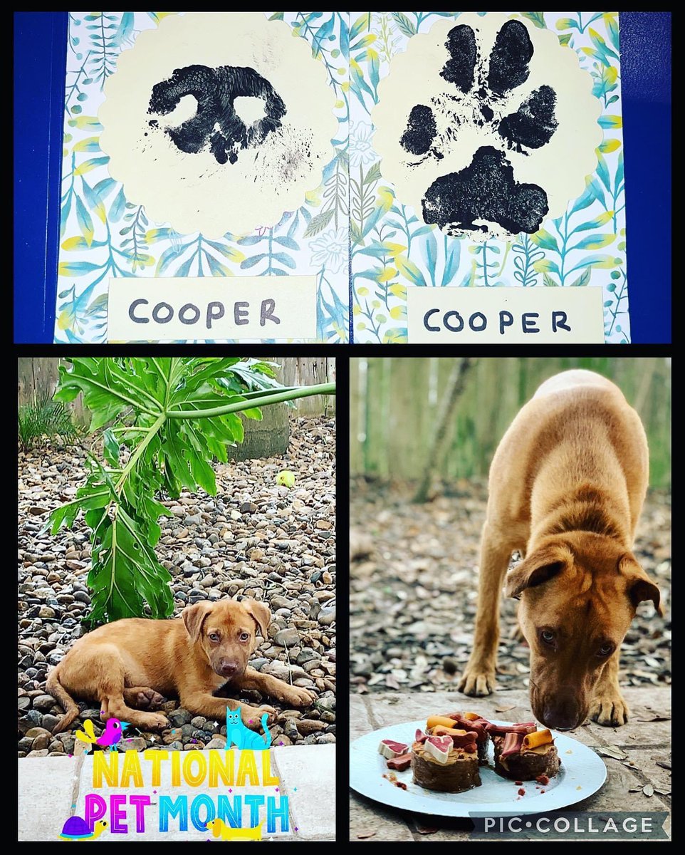 DaaChazz's tweet photo. Cooper is up in doggy heaven enjoying unlimited snacks !! His fav was when I would bbq i would always sneak him some fajita and sausage and he loved it #RIPCooper 🐾 https://t.co/hFhmi50qlF