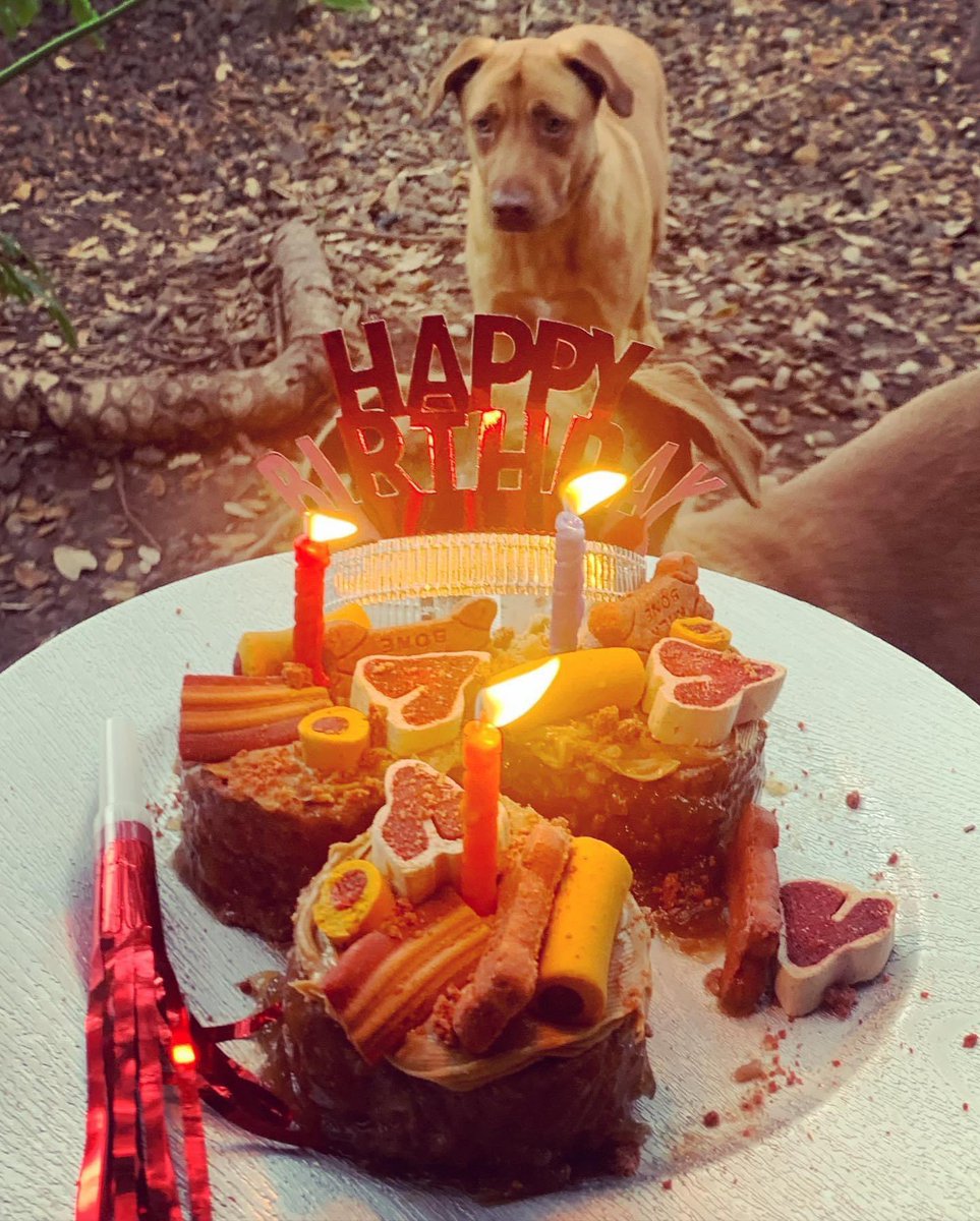 DaaChazz's tweet photo. Cooper is up in doggy heaven enjoying unlimited snacks !! His fav was when I would bbq i would always sneak him some fajita and sausage and he loved it #RIPCooper 🐾 https://t.co/hFhmi50qlF