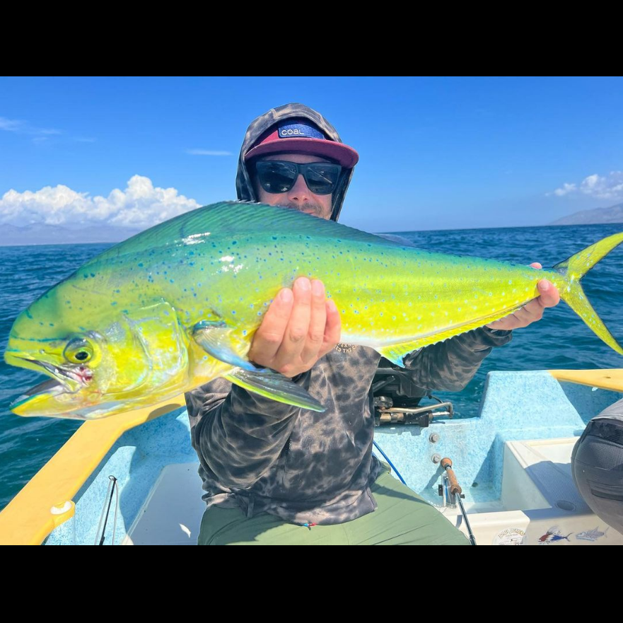 Saltwateronfly's tweet photo. Beautiful
@theconnectiveflyfishco
This particular specimen ate my fly about 10 feet from the boat 
 #flyfishing #catchandrelease #dorado #mexico #bajamexico #saltwaterfishing #saltwaterflyfishing #onthefly #getoutside #summerheat  #fishing #fishinglife https://t.co/OQwkQ3yAlo