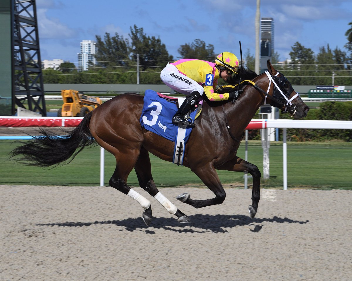 GulfstreamPark's tweet photo. Unsociable pulls away in the final stretch to win race 9, Ailsa Morrison @LCjockette aboard for owner Stefania Farms, fourth victory today for trainer @SaffieJosephJr! #GulfstreamPark #RoyalPalmMeet https://t.co/h4OA3NdJEl