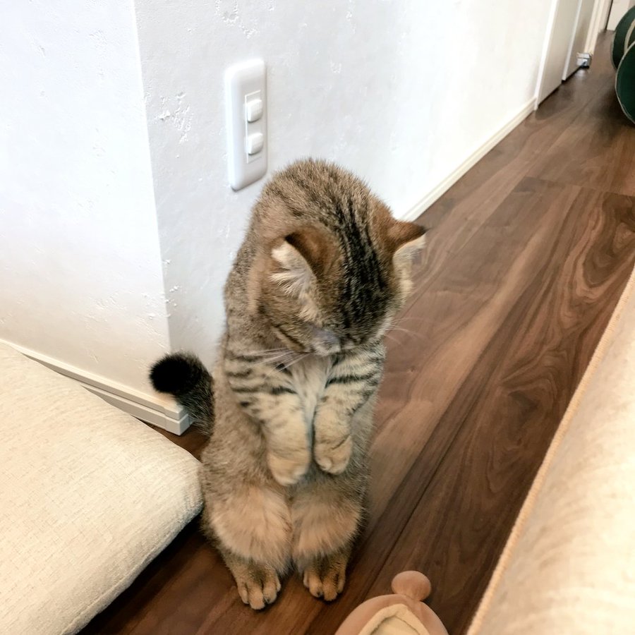 可愛いすぎてごめんなさいにゃ 謝罪 する子猫の写真が話題 これもまた可愛すぎて罪 実は まいどなニュース
