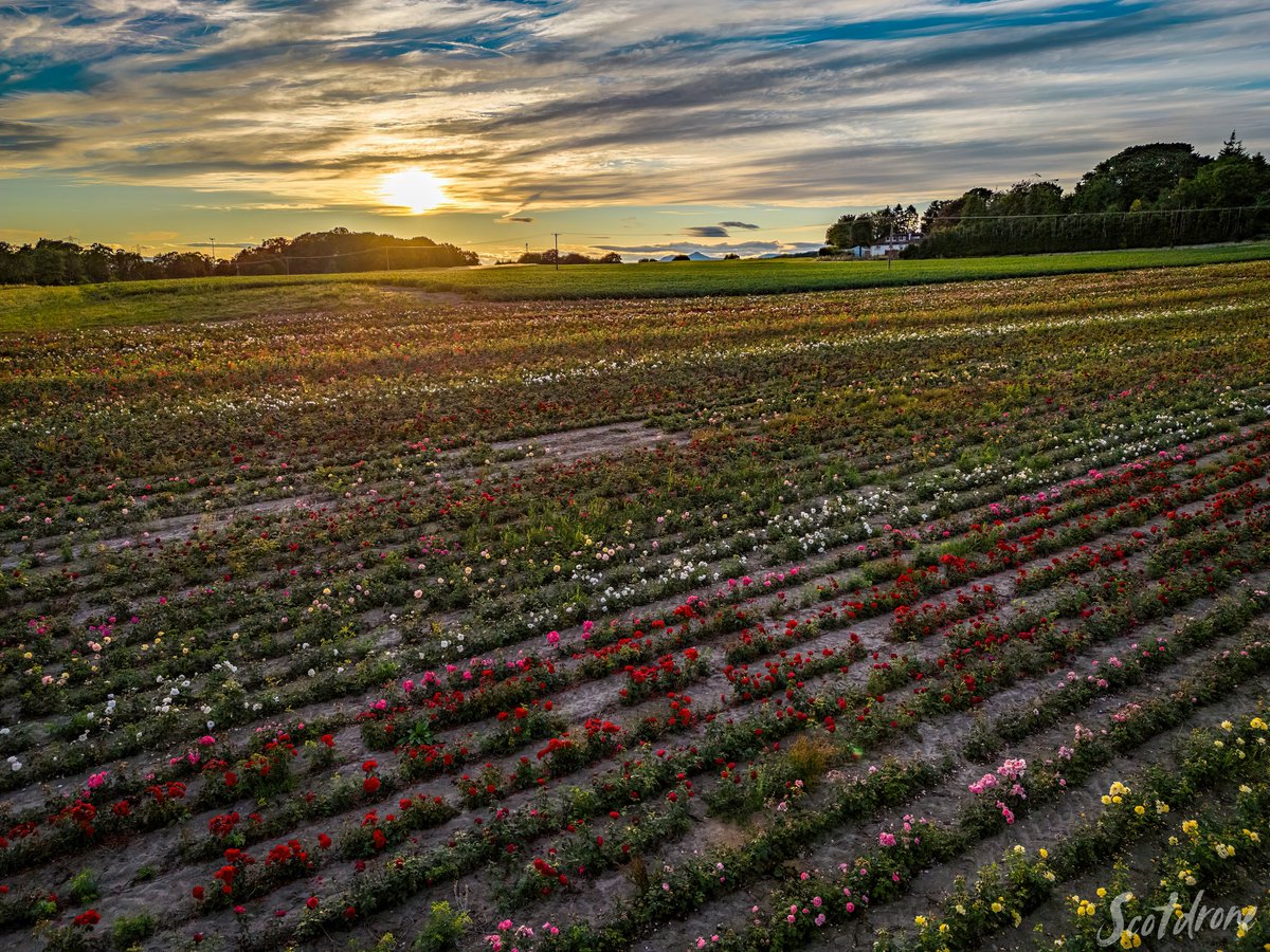 The beautiful rose fields of Fife at sunset 😍🌹
#roses #kincardine #fife #welcometofife #lovefife #visitfife #scotland #visitscotland #drone