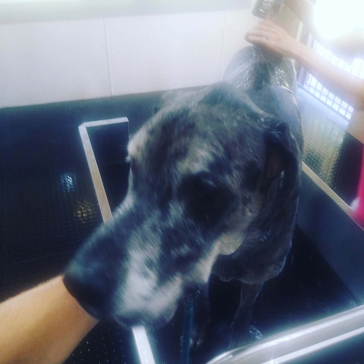 Bath time👍 #danes #greatdanes #pets #dogs #baths #bathtime