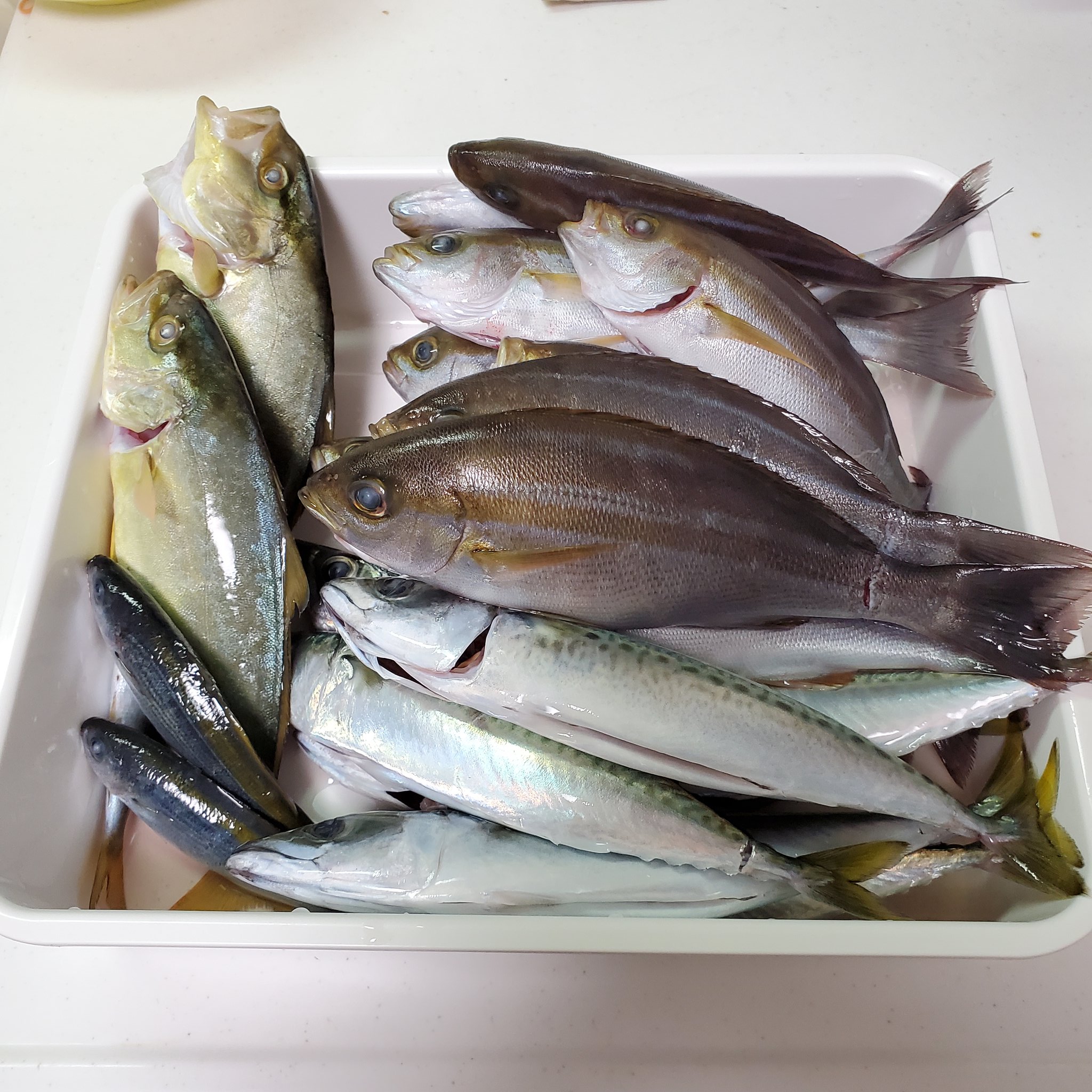 くまあさ 昨日の釣果 ショゴ カンパチの子供 １匹 サバ ４匹 イサキ １０匹 未だに目をつぶると アタッてんじゃん 合わせを入れないと って感じに揺れてるウキの残像が T Co Say5mxf2hy Twitter