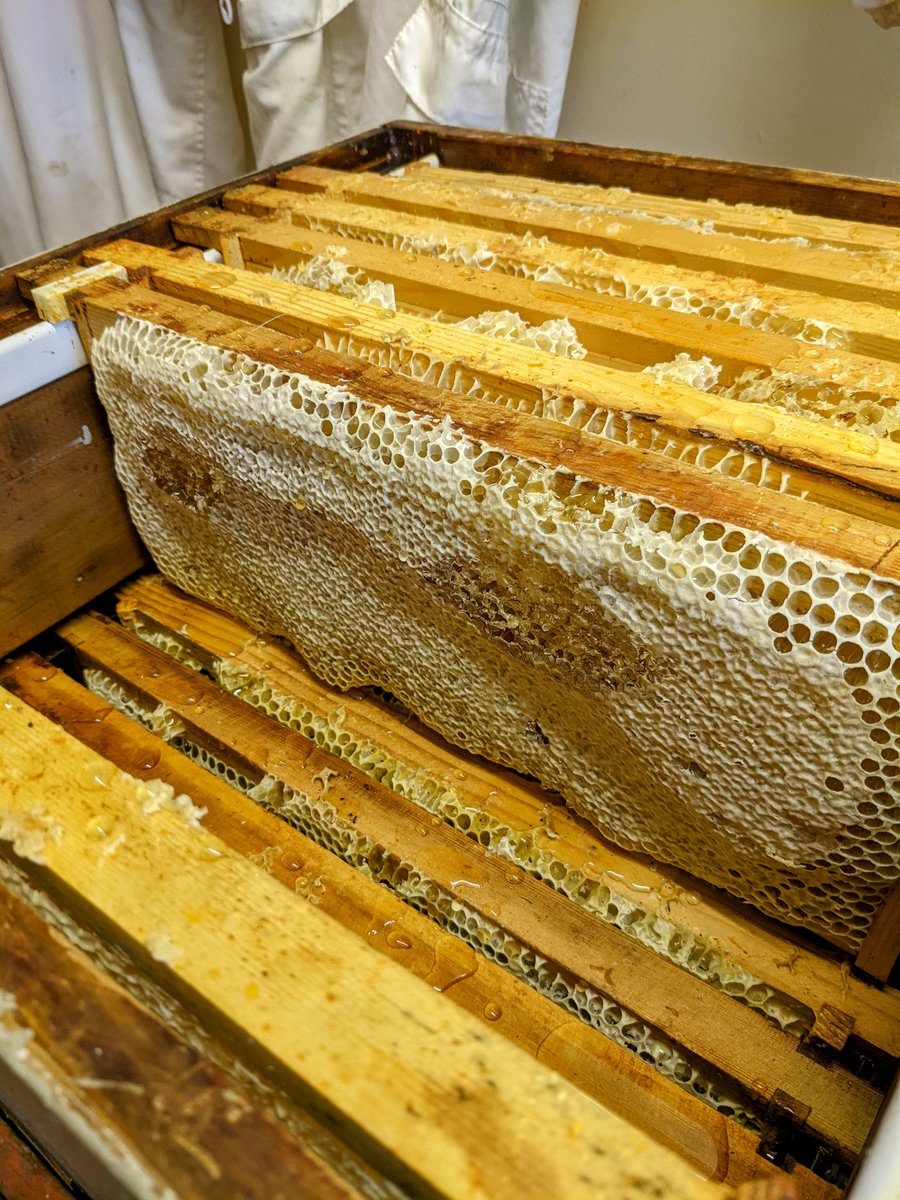 The Bee Team tweet media