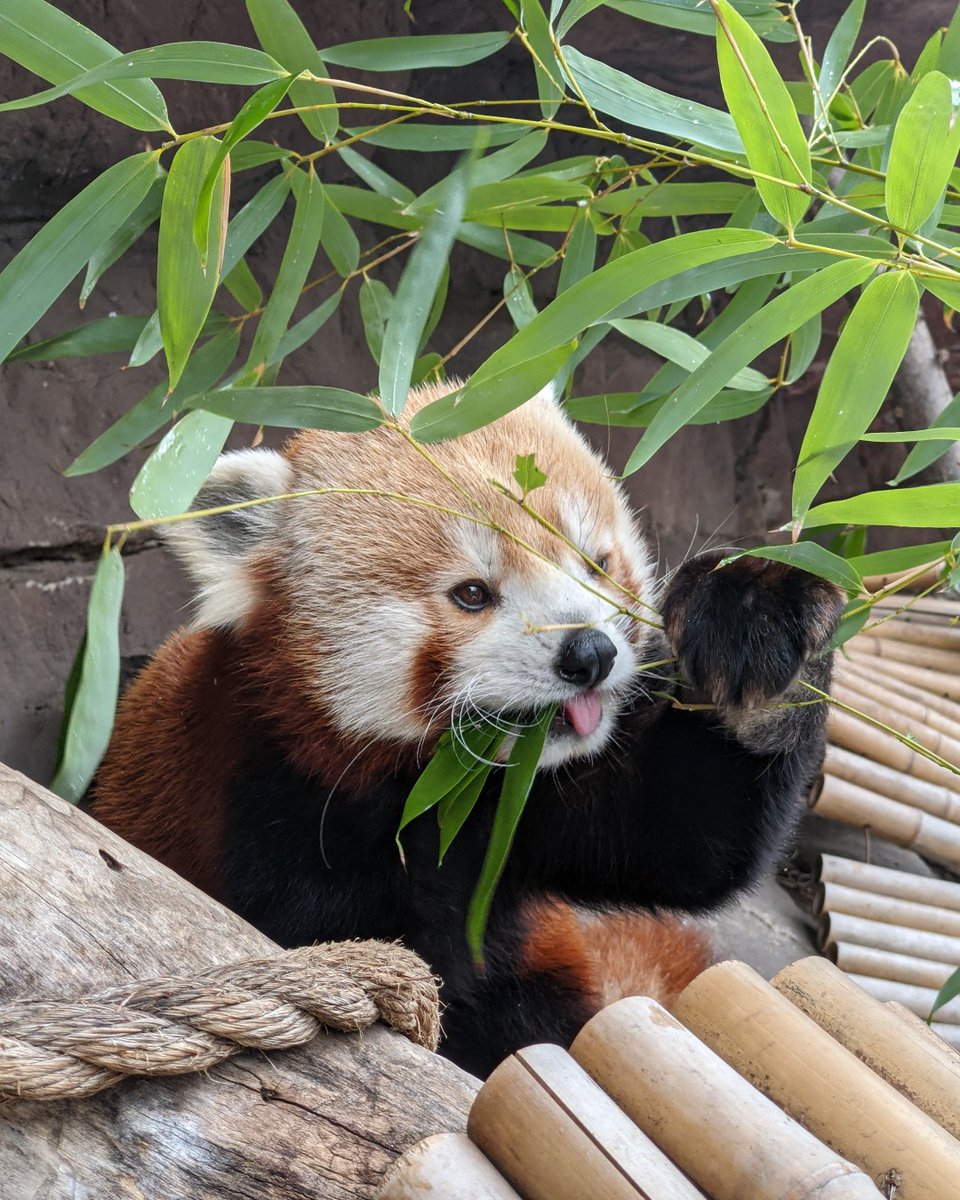 phillyzoo tweet picture