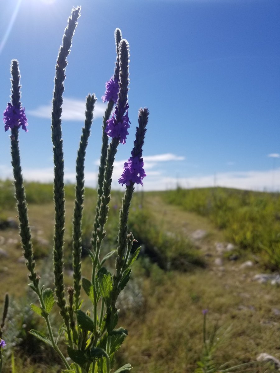 WomenofKState's tweet photo. Find your way to the Konza trails while the temps are cooler. Mornings mean birdsong and all sorts of living things waking toward the sun. And quieter trails. #DogsStayHome #Konza #Research https://t.co/FFqAS7VabW