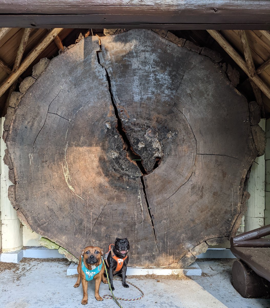 This is a slice from the largest known Douglas-fir.  Mercy & Melo for scale. #windriverarboretum #giffordpinchotnationalforest