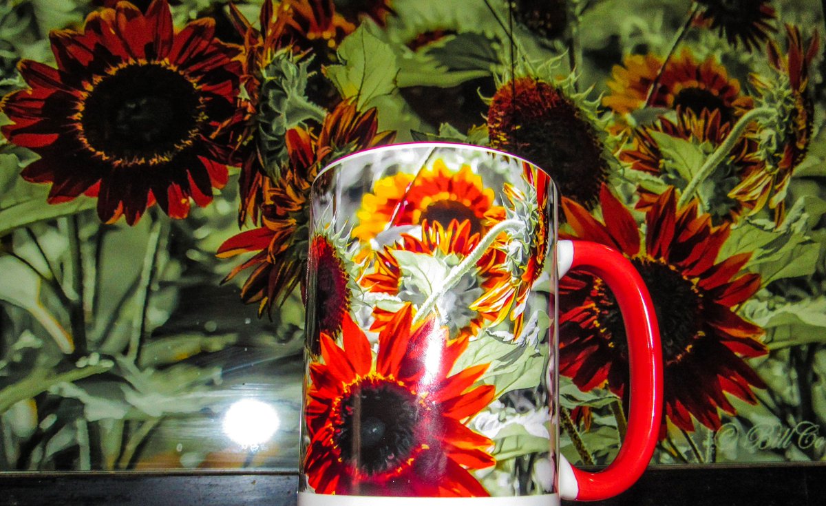 Billco_Ink's tweet photo. #canon #canonphotography #nikonisdead #Sunflowers #velvet #Queens #Coffee #mug #Abstract #abstractlayout #printables #Amarillotx #Texas The Velvet Queens . 32" monitor as a background . Test mug for a website I'm setting up . To sell my works online . https://t.co/UXq7bV0bFj