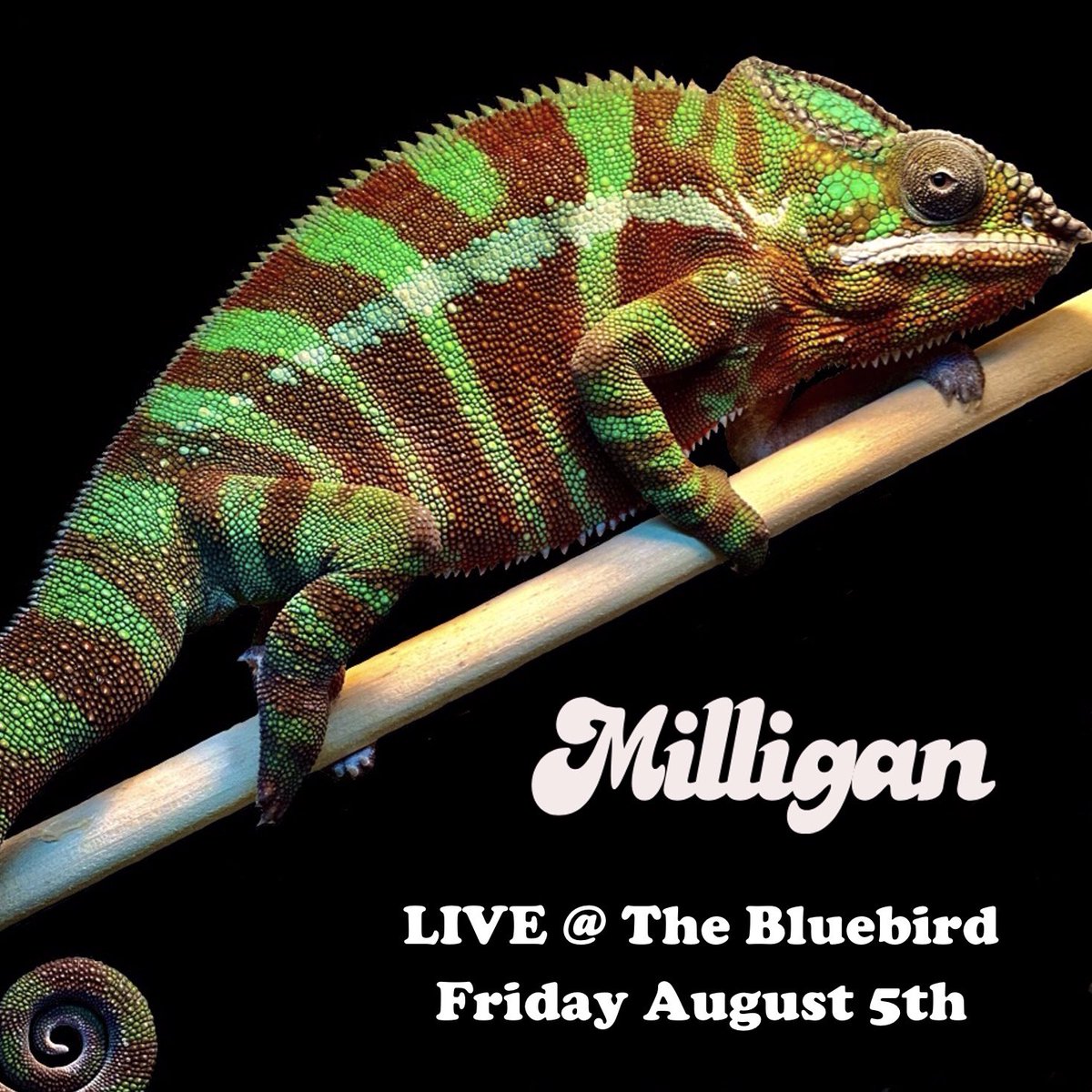 Next week Milligan is BACK AT THE BLUEBIRD, BABY. Friday the 5th, don’t miss it! Lots of new covers and original songs to debut. 

Also, give Isaac’s pet panther chameleon, Paul, some clout. He really deserves it. I mean, look at him.