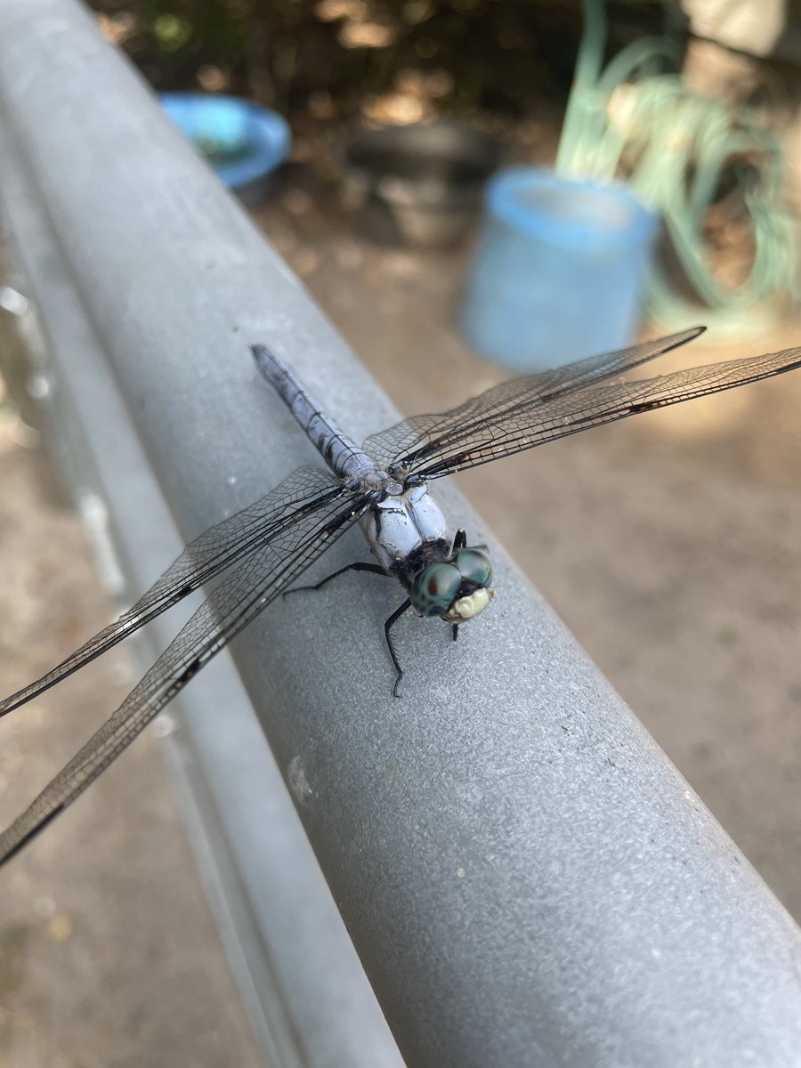Love the dragon flies around the farm.
