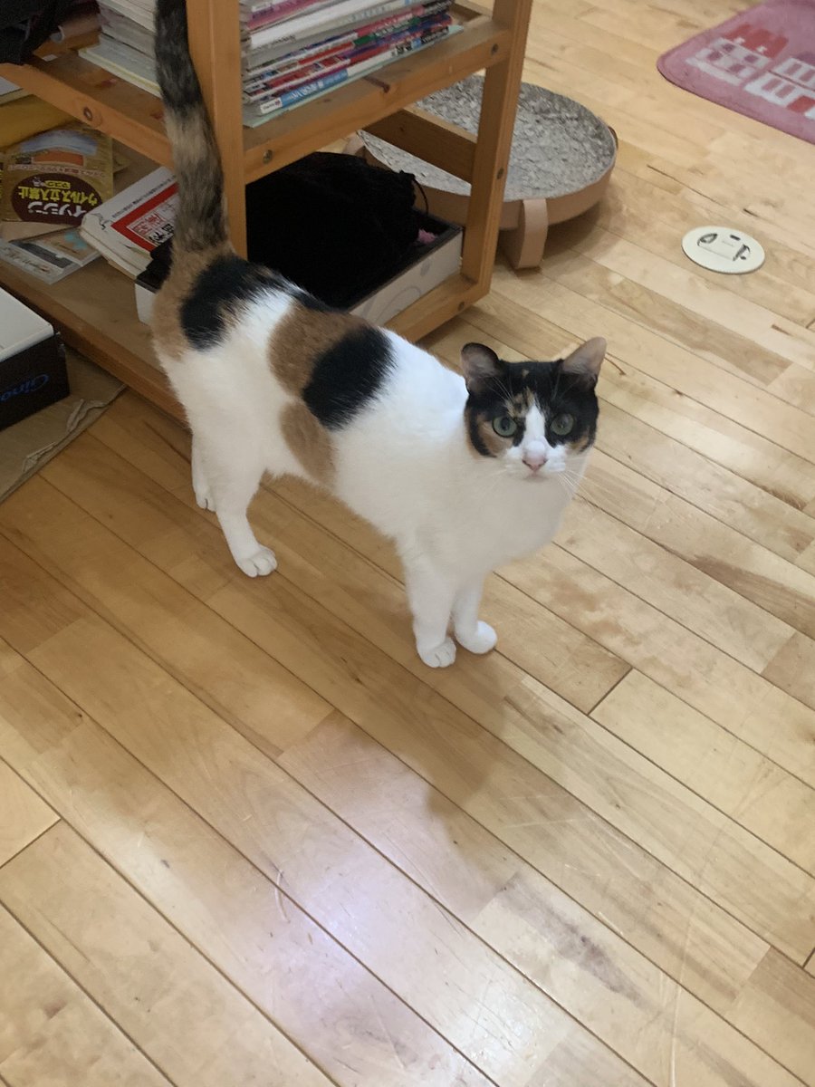 #猫のいる幸せ  #猫がいる暮らし  #猫好き  #猫の居る暮らし  #猫がいる幸せ  #猫のいるくらし  #猫がいる生活  #猫好きな人と繋がりたい  #ねこ  #猫  #cats  #cat  
ゆず🎶🥰💕