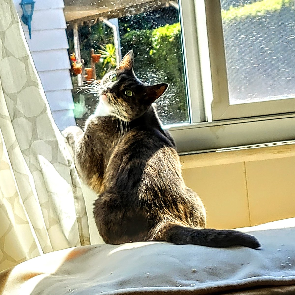 cd105's tweet photo. @FartyCheddarCat @legaleagle48 @mckinsey2119 Olive and I think that you are a true poet and philosopher Cheddy... #Hedgewatch #olivetheotherkitty #catdaddy #CatsofTwittter #timetoponder #kittypoet #philosokitty https://t.co/OQaSEu4zKY