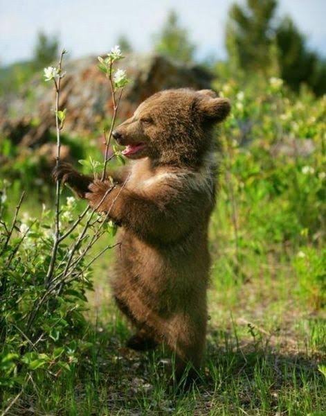 mariomarioteli's tweet photo. @2170cell Bearlet height range https://t.co/qWxCbujAnt