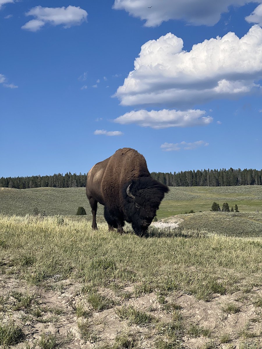 GritmenShow's tweet photo. Take time to see the wonders of nature in this great country of ours. #yellowstone #grit https://t.co/RpN90dA13f