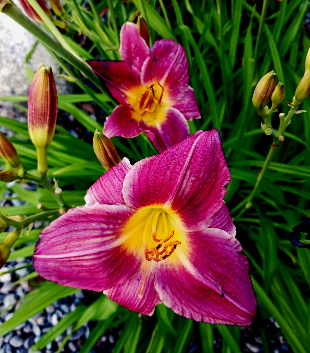 'Remember that silence and a smile are two powerful tools!' #summertimevibes #PurpleHearts #NaturePhotography #endofJuly