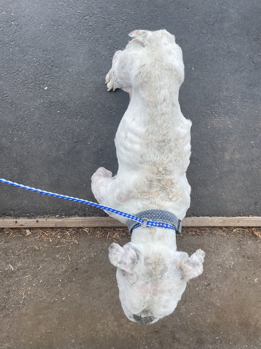 Meet Casper. Found tied to a tree in Oxnard. 🤬  As you can see, he is in deplorable and inexcusable condition. But, his new life has now started with rescue. 

You can donate towards his care at:
💻 socalbulldogrescue.org
🐶 venmo: @socalbulldogrescue