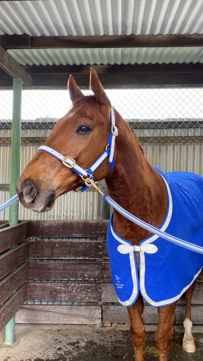 Tommy the Sauce… He got the chocolates today in race 2.. Gem of a steer from apprentice Chelsea Baker.. Huge congrats to his fantastic group of owners!!!