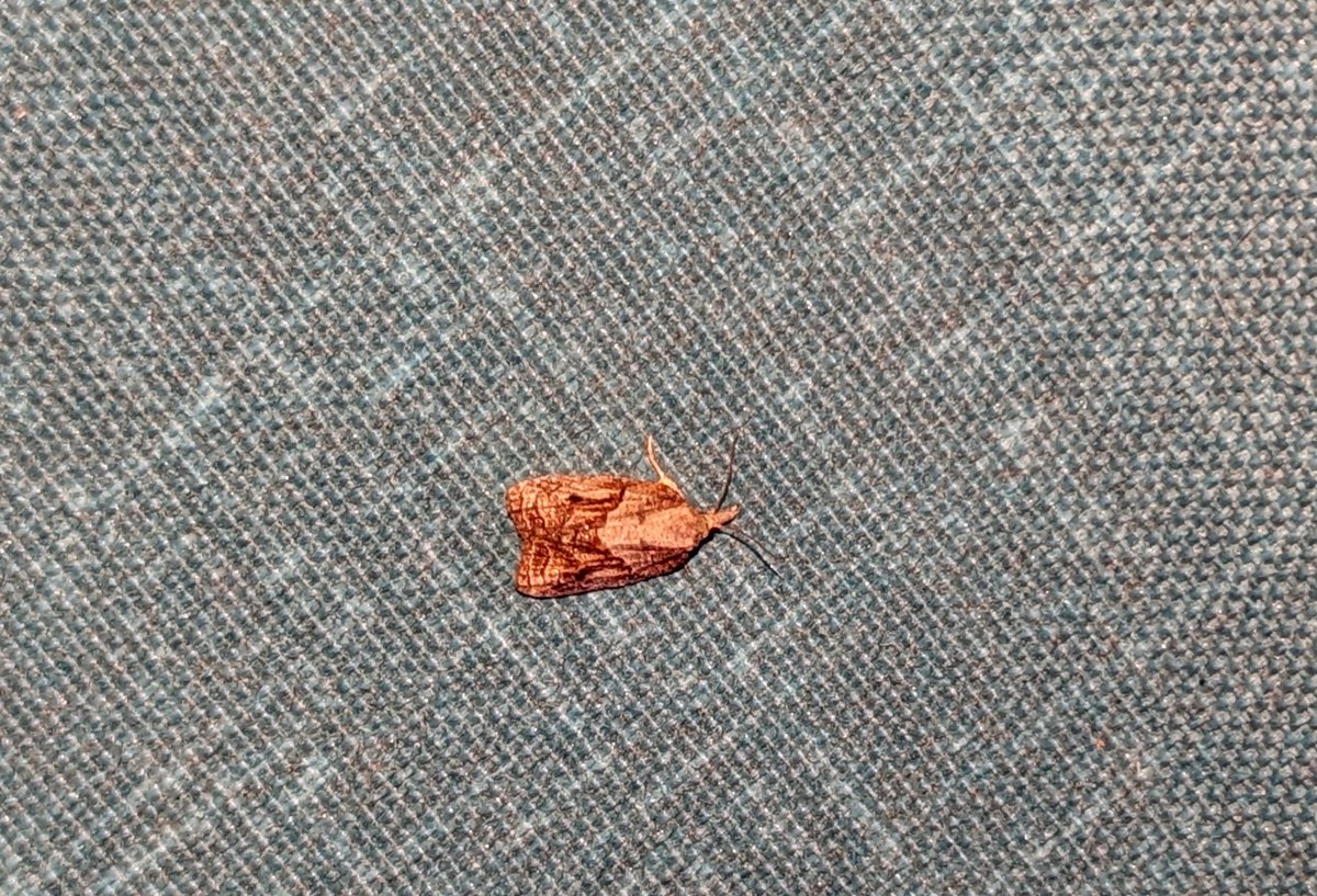 MustelidMay's tweet photo. More photos from #MothParty
My ID attempts (may be incorrect)
#1 is Muzaria Euchlaena Moth
#2 is Delicate Cycnia moth
#3 is Smoky Tetanolita Moth
#4 is Tufted Apple Bud โฅ ๐ such a cute name & only a few mm long โฅ https://t.co/pmShm5Cu6n
