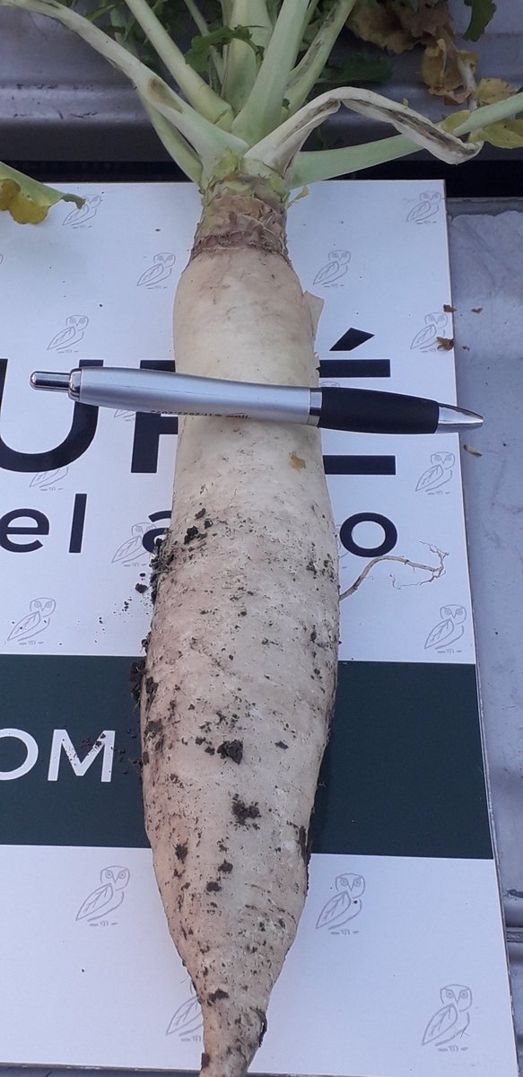 BenjAntonio2017's tweet photo. Trajeron un par de Radisch sembrados 17/4 sobre rastrojo de soja. Campo con aaaaños de directa en el que lograron romper las estructuras laminares. Diría 70% bajo tierra. En 15 dias florece. 
Van a la ensalada !!! #Cultivosdecobertura
@elcabureinsumos https://t.co/fEVRpLdkeB