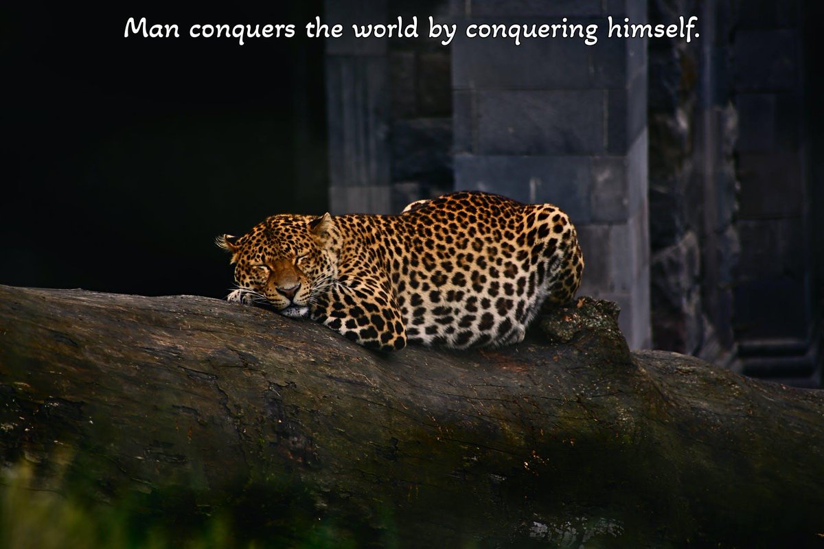 PhilosophyCats's tweet photo. Photo provided by Pexels: https://t.co/VfkySpLiUI

Photographer: Gorni | https://t.co/ZsvHyNvAda
Original picture: https://t.co/DFGrM7WLFf

#philosophy #cats #CatsOfTwitter https://t.co/AssFL2zrI0