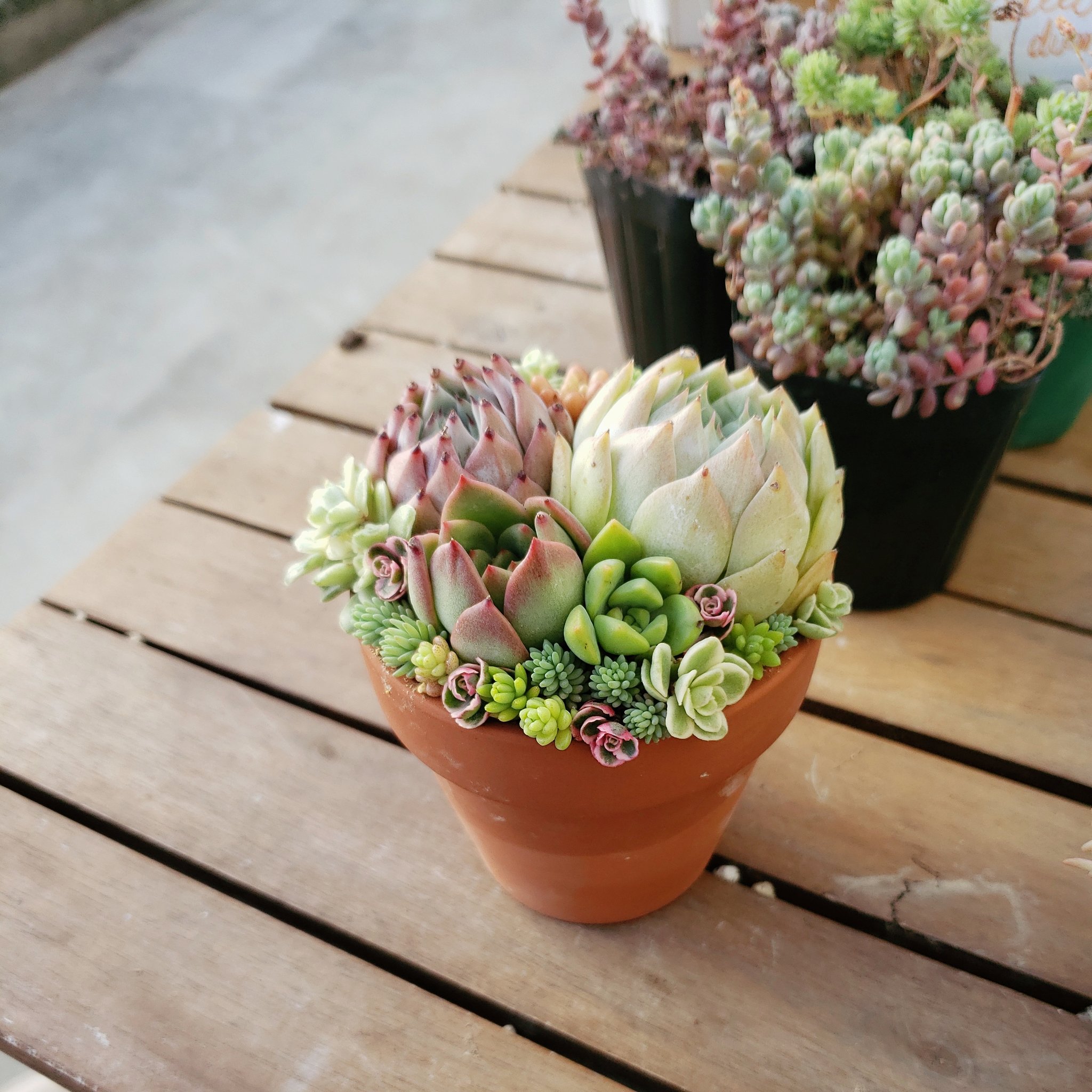 8ピンクチップス錦 希少 未紅葉 最上級斑入り 発根済み 多肉植物