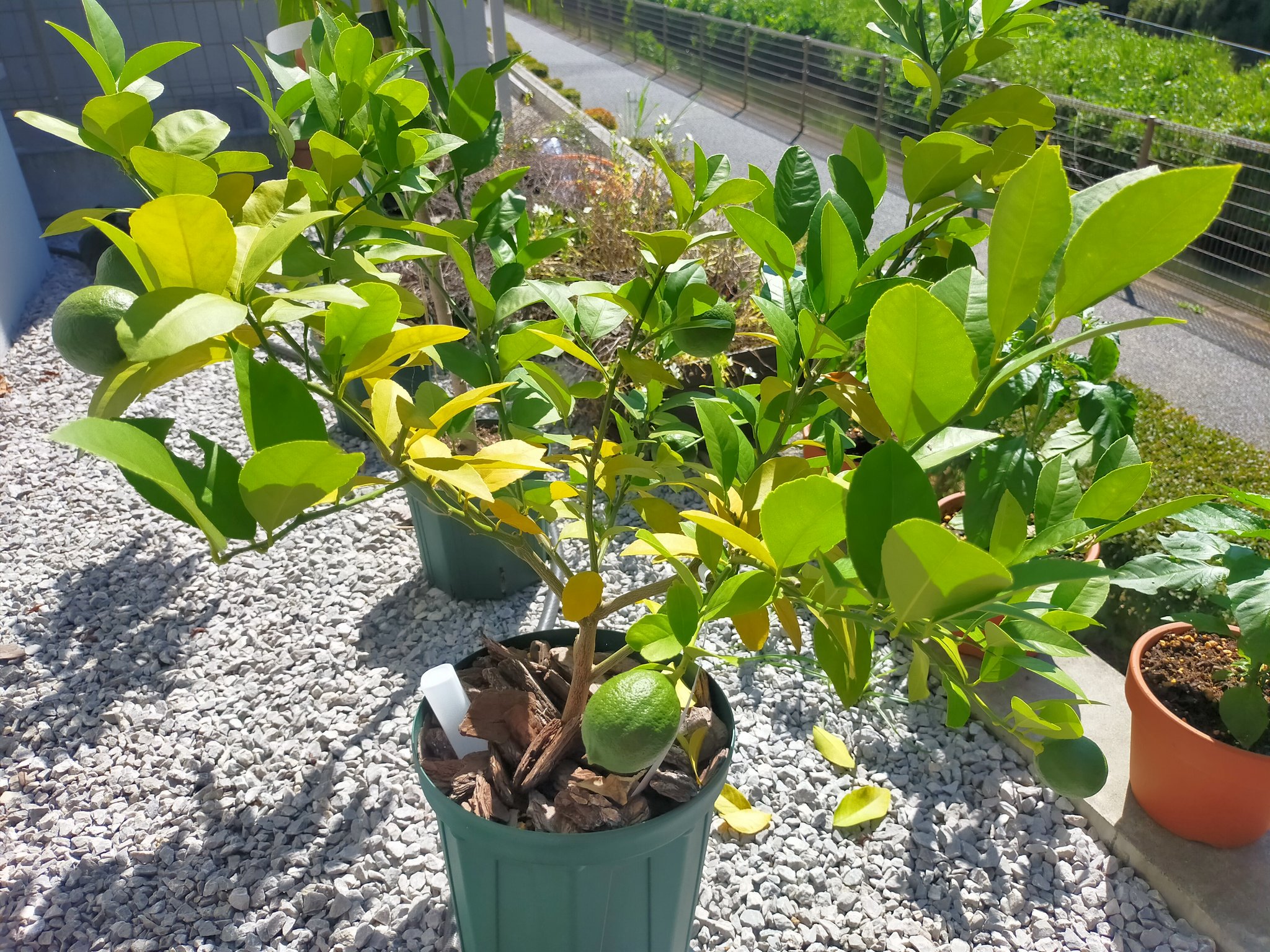 ハードケン Pa Twitter 22 07 31 ジョロキアの次はマイヤーレモンに問題発生 下の方の葉が黄変している 生理現象 栄養不足 謎だ 家庭菜園 家庭菜園初心者 丸出し菜園 T Co Hptc74crua Twitter ハードケン Pa Twitter 22 07 31 ジョロキアの次はマイヤーレモンに問題発生 下の方の葉が黄変している 生理現象 栄養不足 謎だ 家庭菜園 家庭菜園初心者 丸出し菜園 T Co Hptc74crua Twitter