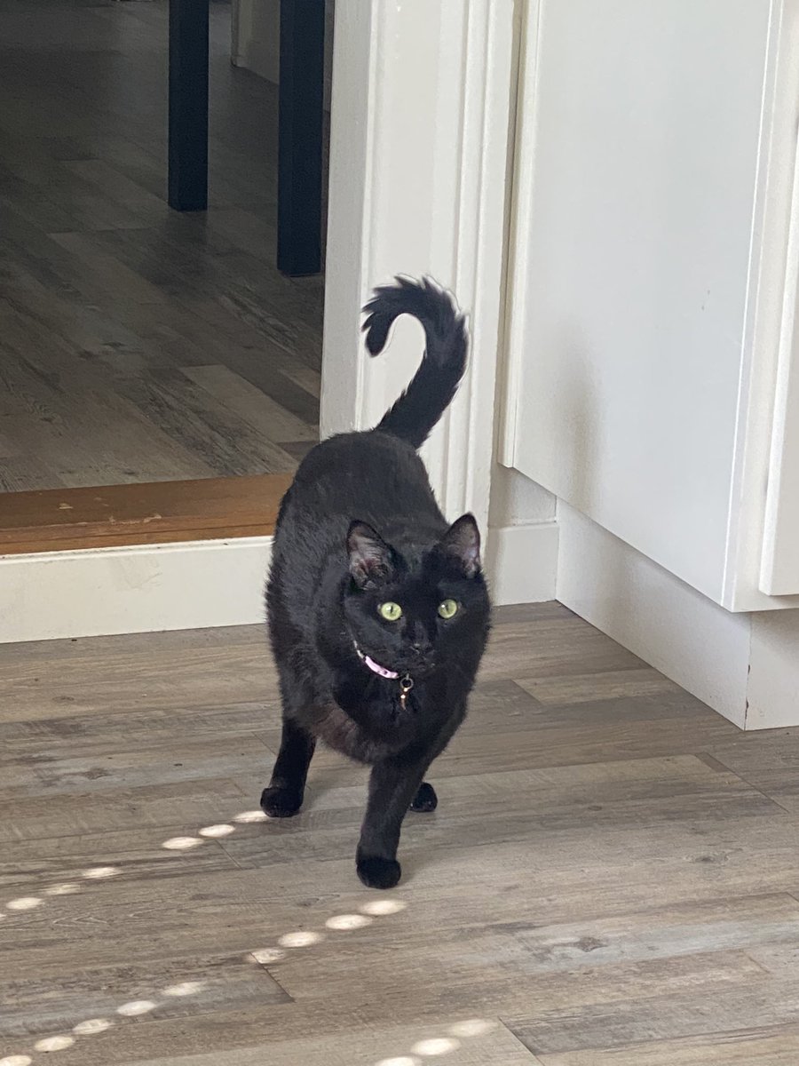 robertoupdates's tweet photo. roberto is more than just a cat. he is also my best friend https://t.co/uRnsUl12fs