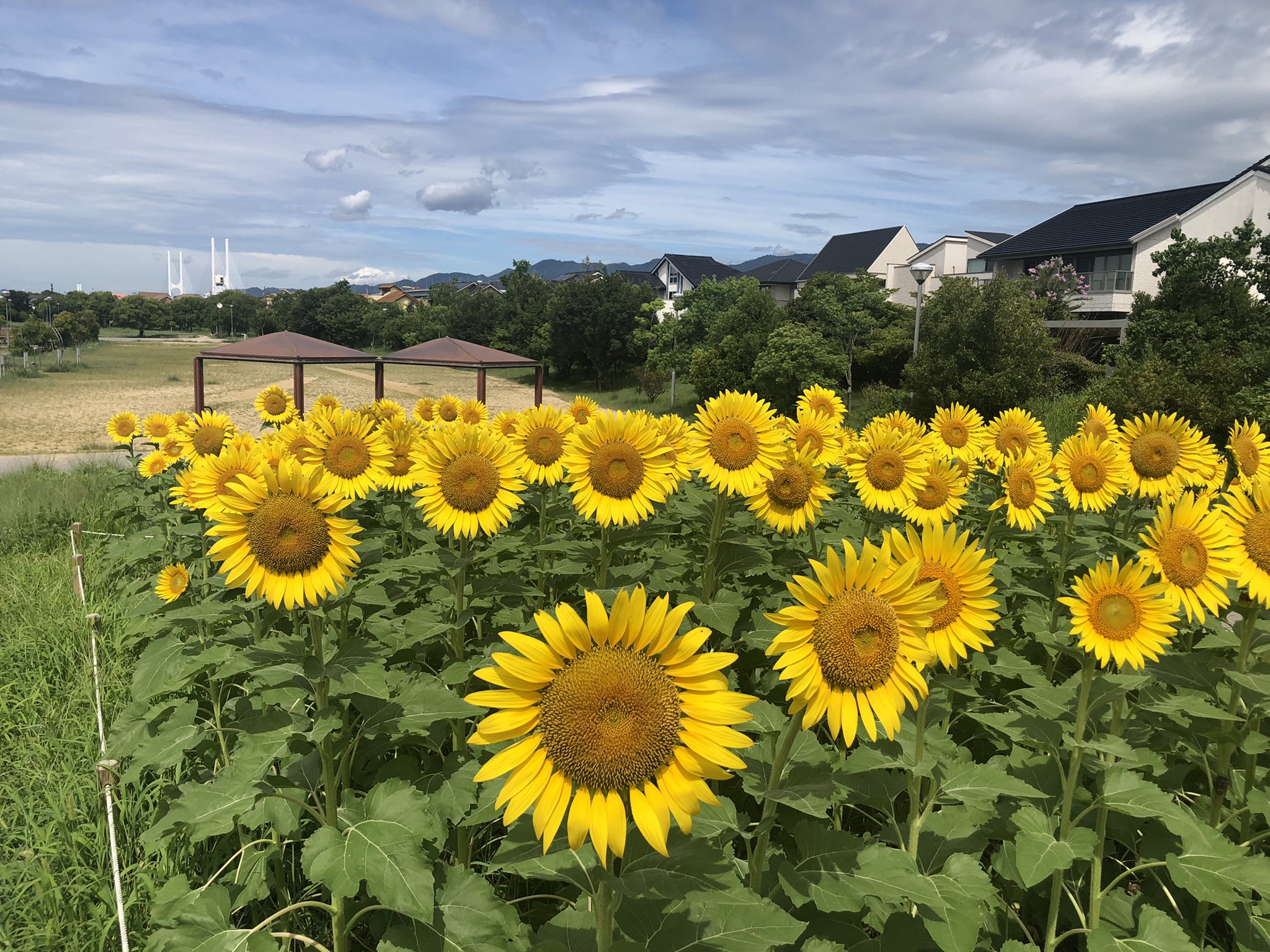 伊藤 舞 芦屋市長 7月31日晴れ 潮芦屋の親水公園のひまわり 満開 お世話して下さったボランティアさん達に感謝ですね ひまわり 親水公園 T Co Qijvsncazh Twitter