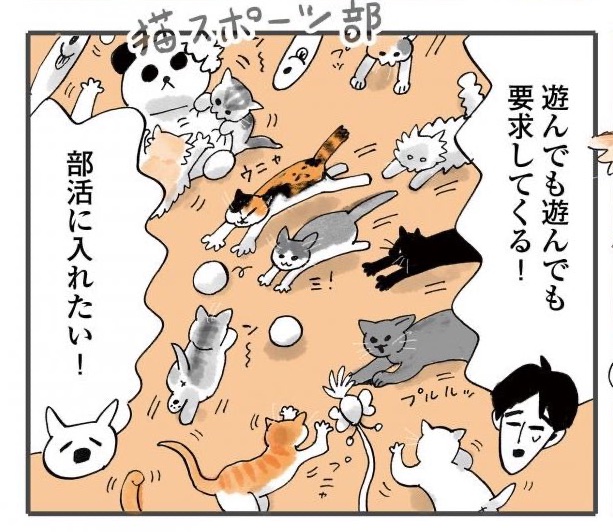 体力有り余ってる猫たちのための猫スポーツ部。

#うちの猫は仲が悪い 