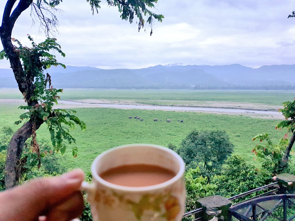 The best view to wake up to...

High tea with 🐘 
Can you guess the place ? 

@ReserveCorbett 
#fielddays #elephants #wildlife #uttarakhand  #corbetttigerreserve