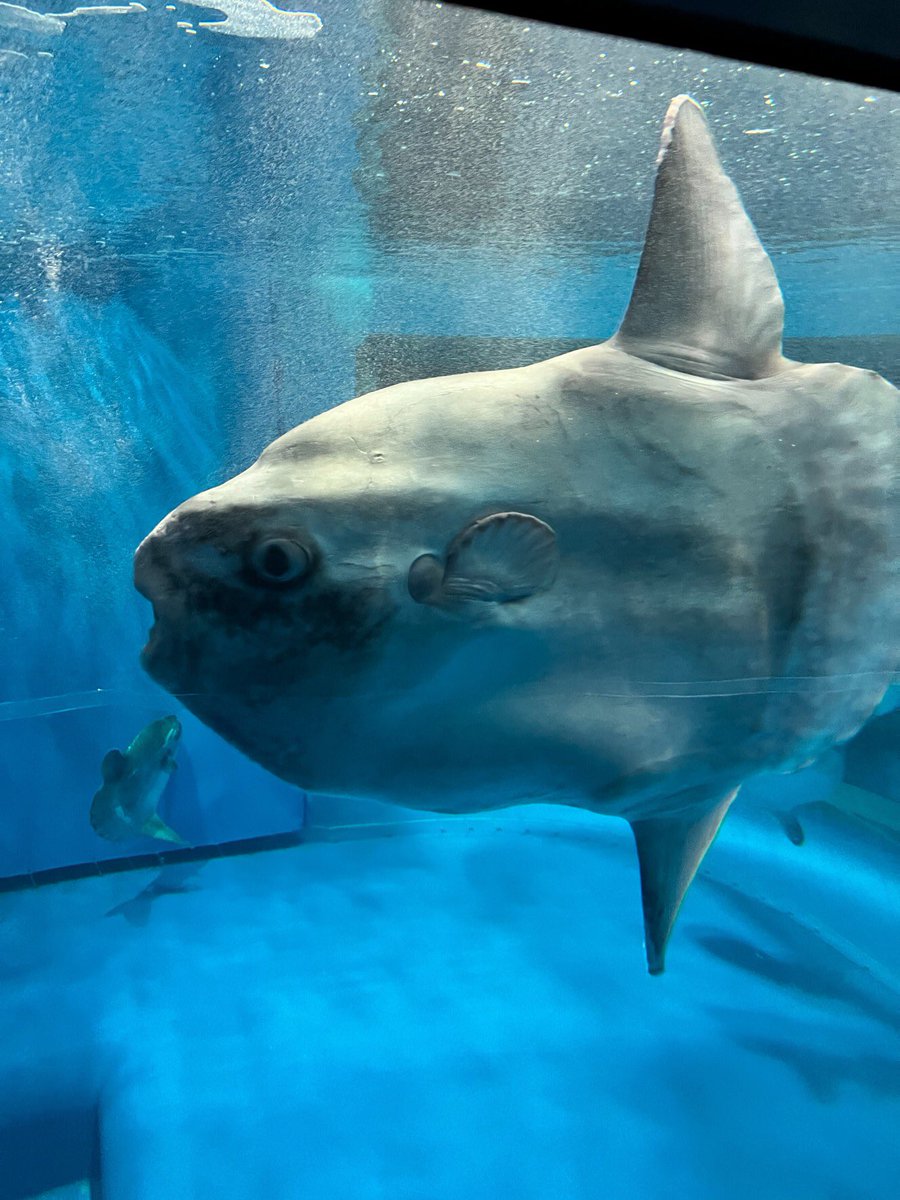 134マンボウ
(ご提供写真) https://t.co/K4oGvhGmCE