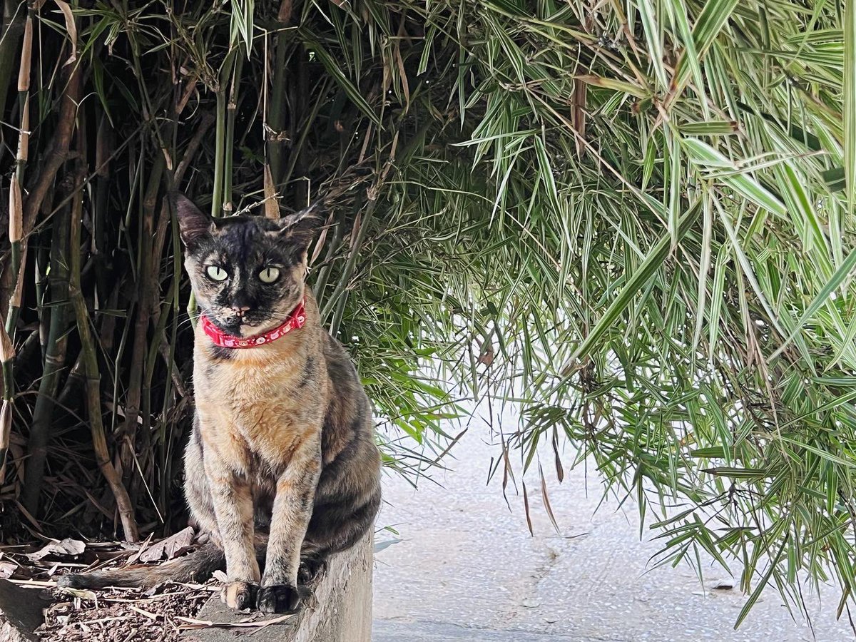 lllKrystal🐈🐈‍⬛🌸 tweet media