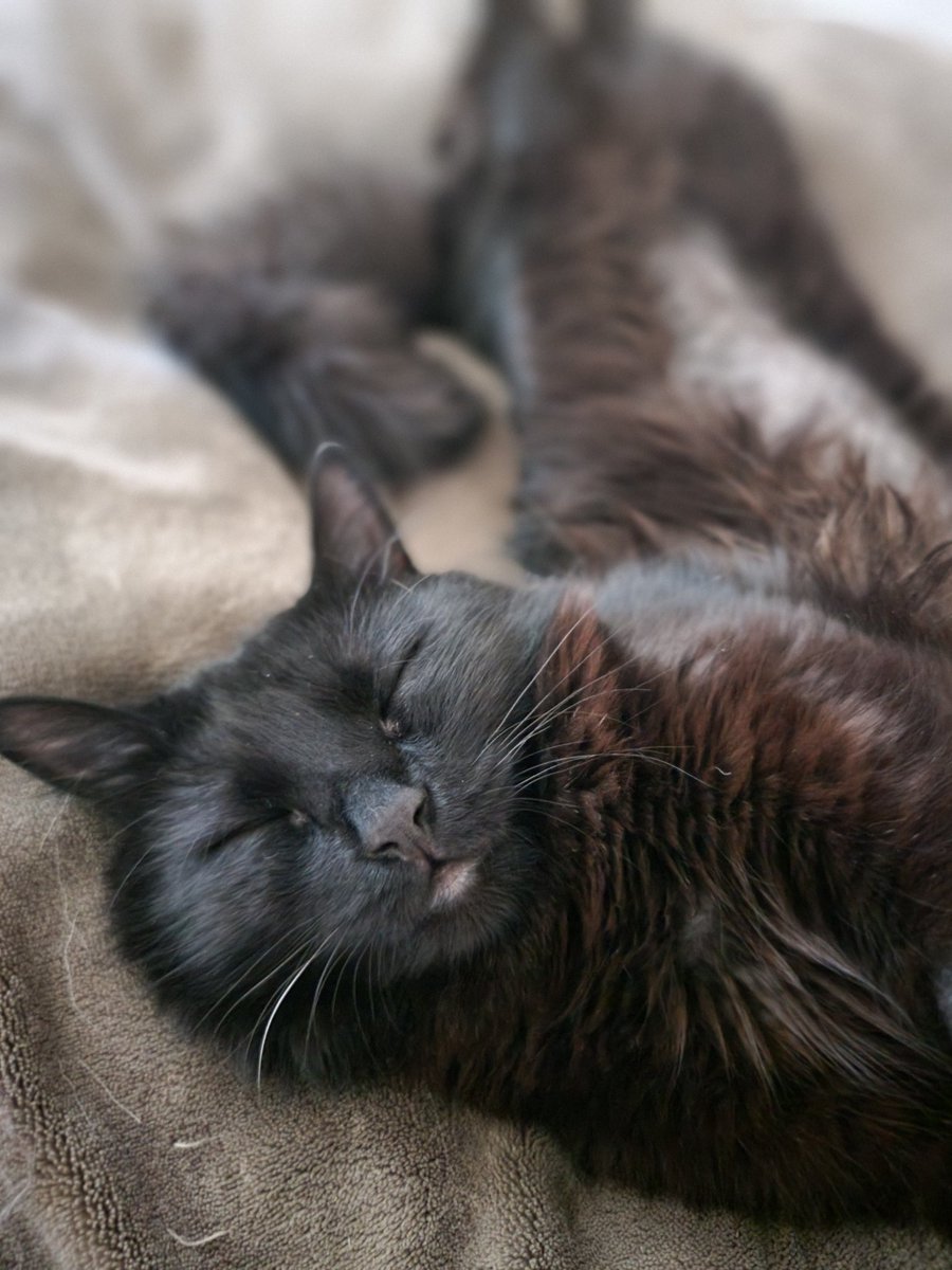 Miscreantink's tweet photo. Black void kitties reign supreme🥰🥰 https://t.co/W04dreNF9U