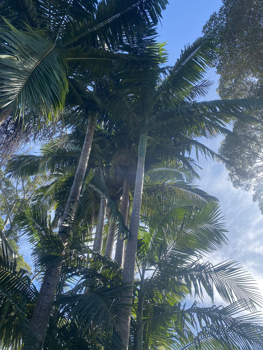 KatalystEarth's tweet photo. Today is National Tree Day in Australia. Share your favourite tree and what it means to you.

This is a Bangalow Palm. It’s part of the Big Scrub rainforest of Northern NSW, Australia and flourishes in the area we are regenerating surrounding Bangalow Town. 

 #NationalTreeDay https://t.co/7s7ZP2aqlA