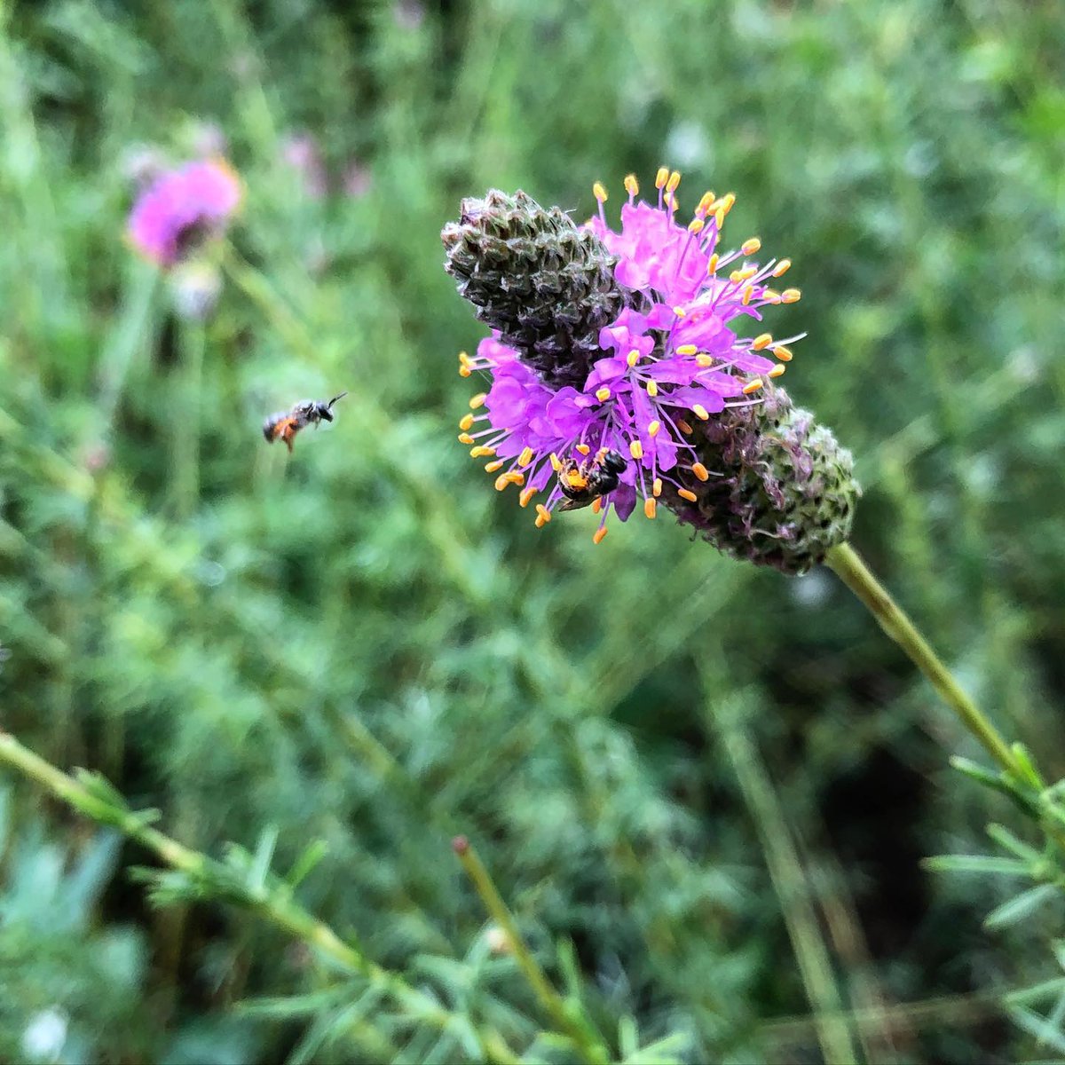 BotanicalBelong's tweet photo. For those of us lucky folks with mature Purple Prairie Clover (Dalea purpurea) in our gardens, the bee dance is happening now. You can watch it everyday while this awesome plant is in bloom. Don't have one? Check it out in the Bee Garden at the Pollinator Prairie in Olathe. https://t.co/bo8zqq9Iqz